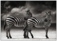 /album/fotogaleria-nick-brandt/portrait-of-two-zebras-turning-heads-ngorongoro-crater-2005-nick-brandt-jpg/